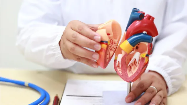 Na zdjęciu widoczne są ręce osoby w białym fartuchu, która trzyma model anatomiczny serca. Model jest kolorowy, z widocznymi różnymi częściami serca, takimi jak komory i naczynia krwionośne. W tle widać fragment niebieskiego stetoskopu.