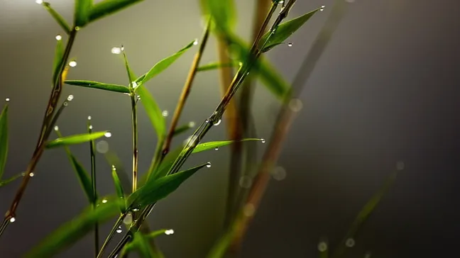 nature leaves plants water drops wallpaper preview