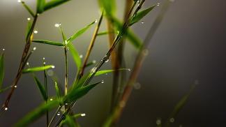 nature leaves plants water drops wallpaper preview