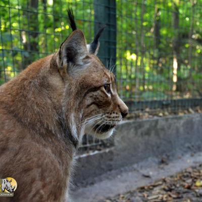 Zaadoptowaliśmy rysia z poznańskiego ZOO!